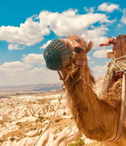 Close up of camel ride tour in Cappadocia
