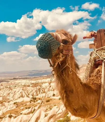 Close up of camel ride tour in Cappadocia